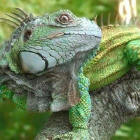 Obrazek Czy tak bdzie wyglda 3DMark 2007 ?