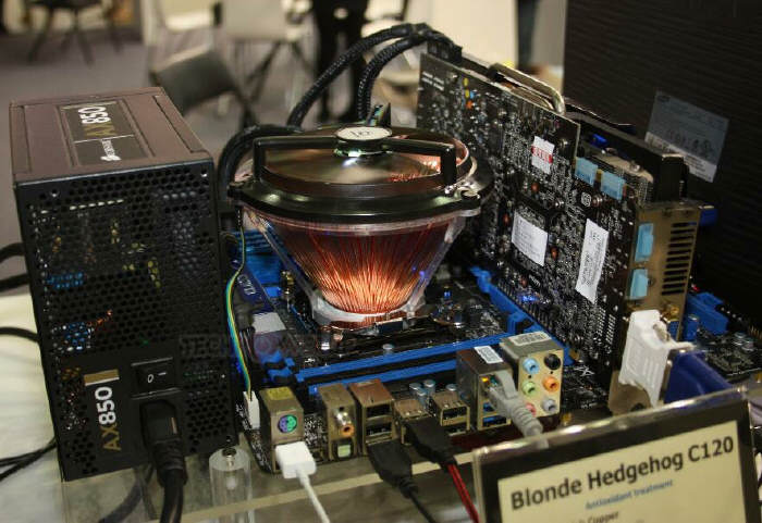 Warm Tek Blonde Hedgehog C120 