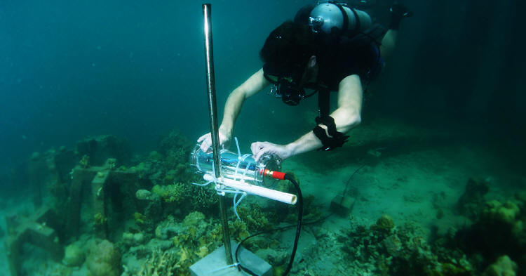 Intel CORaiL - technologia chroniąca rafy koralowe