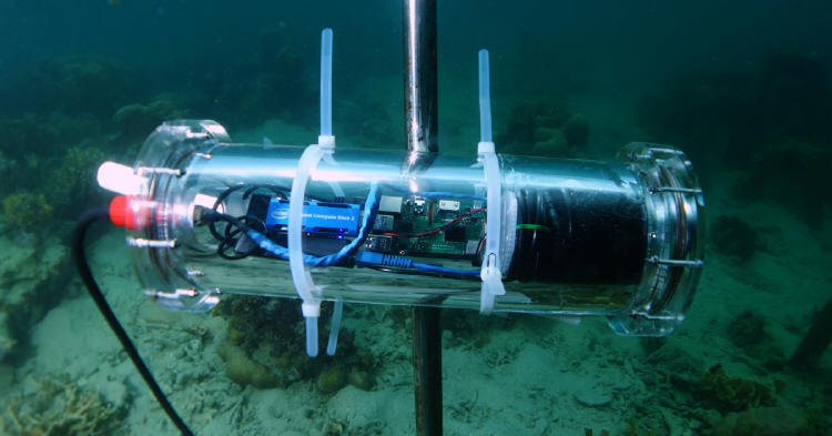 Intel CORaiL - technologia chroniąca rafy koralowe